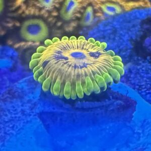 Adonis Zoa