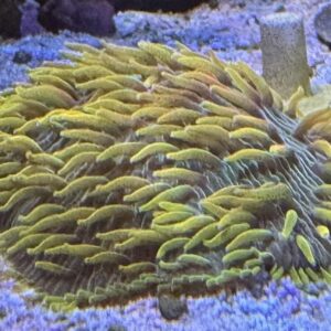 Rainbow Diaseris Plate