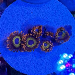 Fruit Loop Zoas