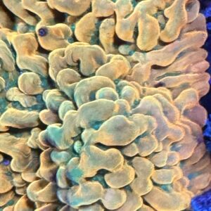 JF Vino Monti (cut to order)