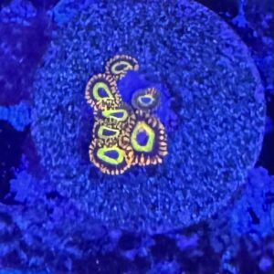 Fruit Loop Zoa