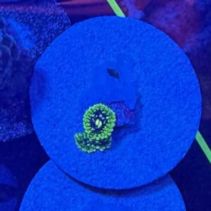 Exosphere Zoa