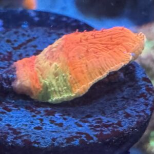 WWC Diablo Diaseris Plate