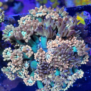 Spliced Rum Goniopora