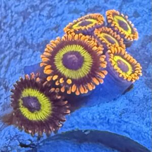 Fruit Loop Zoa