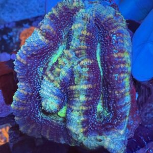 Gas Galaxy Bowerbanki