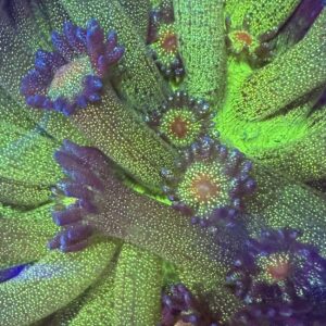 Blue Green Glitter Goni