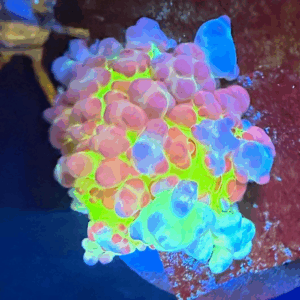 The Flash Bounce Mushroom