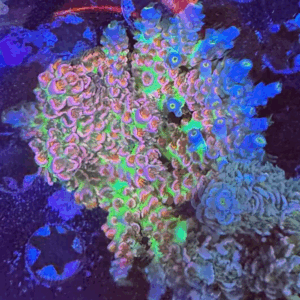 CC Pink Highlighter Colony