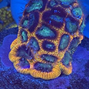 CBC Crocodile Hunter