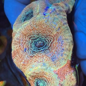 Kaiju No.8 BowerBanki