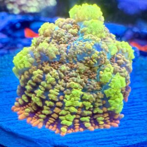 CBC Fire Goblin Bounce